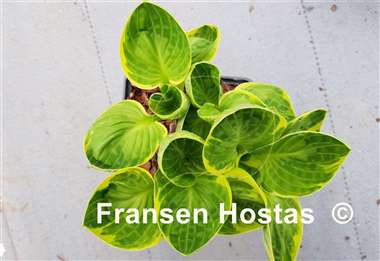 Hosta Pinners